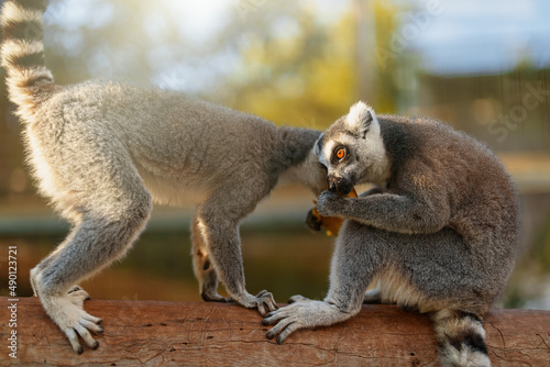 Fototapeta Naklejka Na Ścianę i Meble -  Portrait of lemur eating in national park. Lemuroidea.