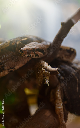 African rock python resting in the zoo.