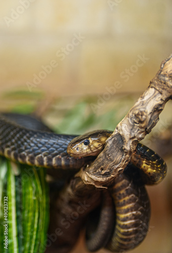 Snake resting on the tree branch in the zoo.