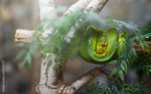 Arboreal ratsnake resting in the zoo. Gonyosoma oxycephalum. photo