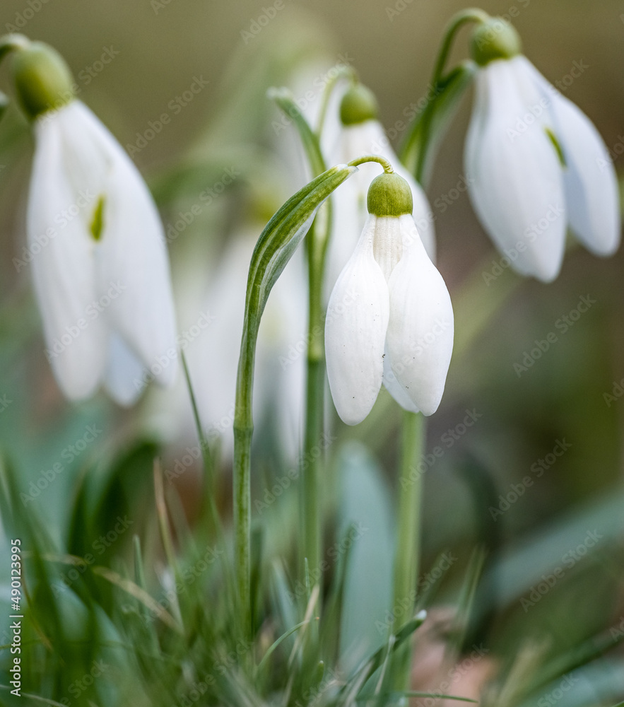 Fototapeta premium snowdrop flowers in spring