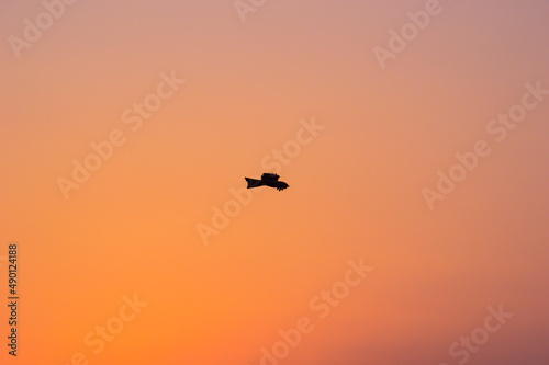 eagle in centre flying over sunrise,