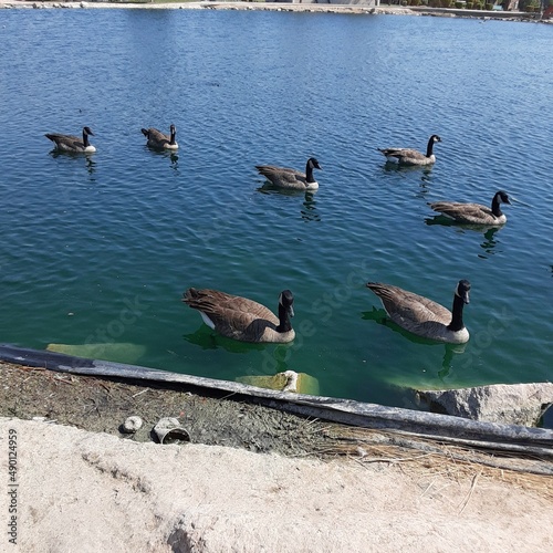 Ducks on a lake