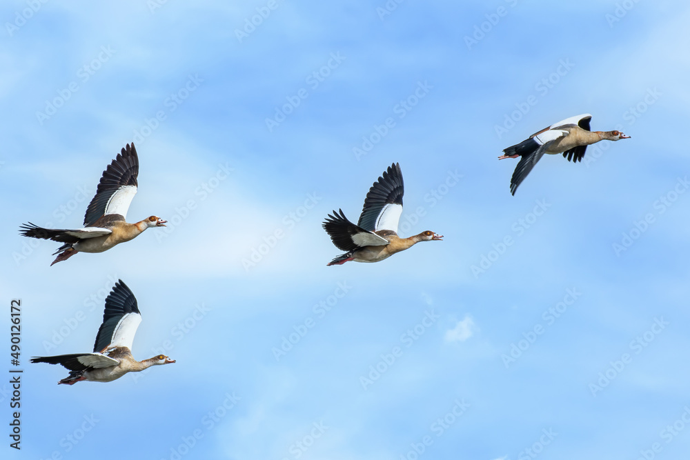Obraz premium Egyptian Goose, Alopochen aegyptiaca, flock of egyptian geese fly in formation over Lake George in Queen Elizabeth National Park, Uganda, Africa