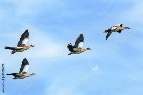 Egyptian Goose, Alopochen aegyptiaca, flock of egyptian geese fly in formation over Lake George in Queen Elizabeth National Park, Uganda, Africa © Tom