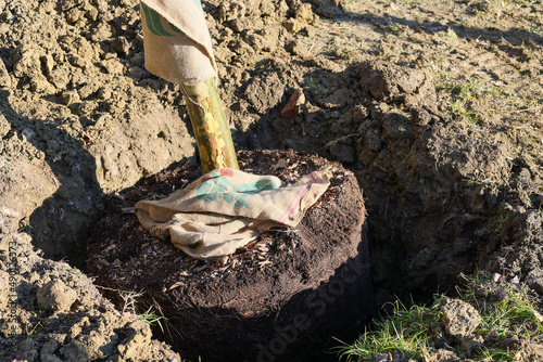 plant with clod in a hole dug in the ground for planting photo