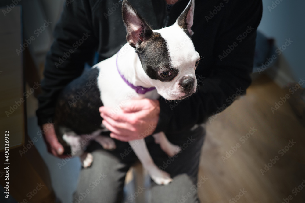 One year old Boston Terrier puppy sitting on the lap of a man who is holding her. She is peaceful and well behaved. One year old Boston Terrier puppy sitting on the lap of a man who is holding her. She is peaceful and well behaved.