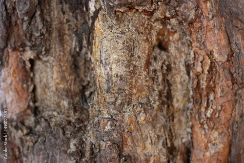 Close Up of Bark on Tree Stump. Old tree.