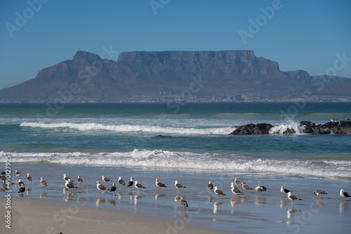 Seagulls on Bloubergstrand beach overlooking Table Mountain in Cape Town photo