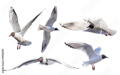 photo of five black-head isolated white seagulls