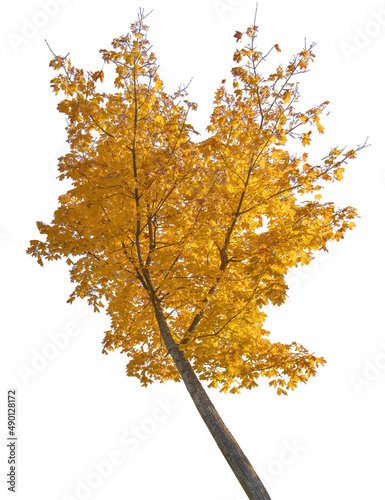 fall maple golden tree on white