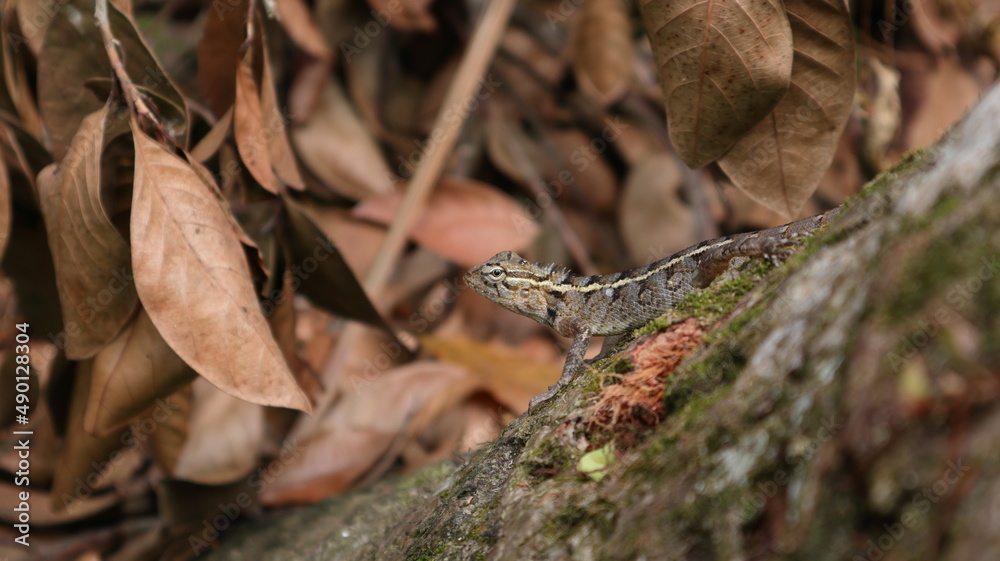 A female oriental garden lizard staring on top of a coconut stem A female oriental garden lizard staring on top of a coconut stem