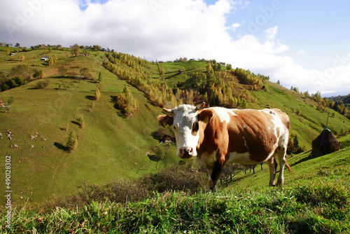 Cow on the mountains pasture in Piatra Craiului National Park, Brasov, Magura village, Romania photo