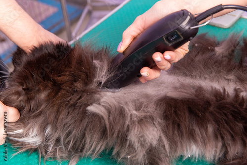 Cat grooming in pet beauty salon.