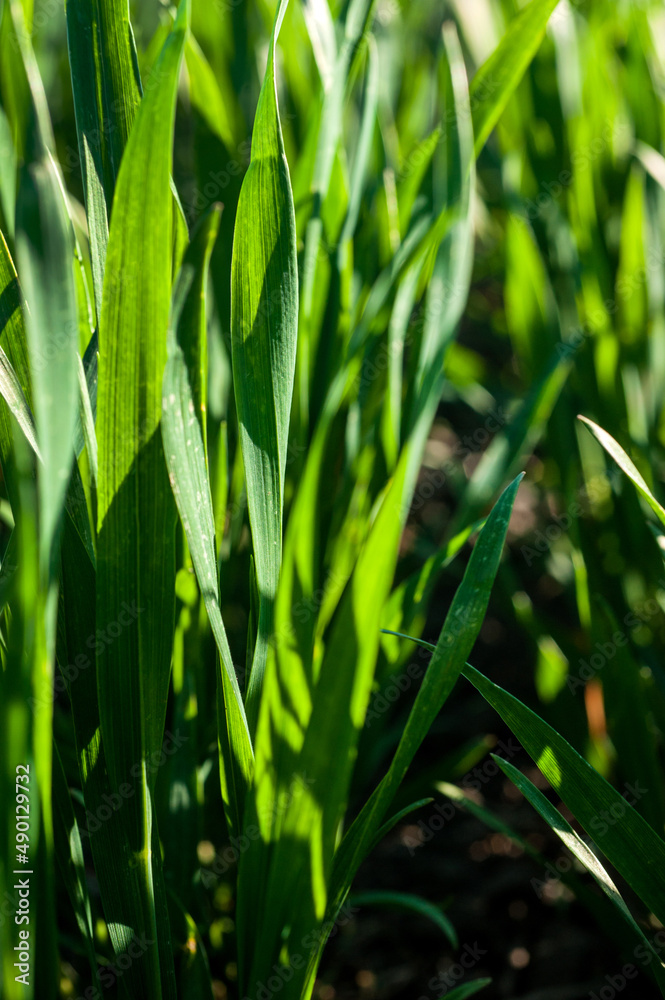 Green spring wheat crops, sprouts, close up, spring agriculture Green spring wheat crops, sprouts, close up, spring agriculture