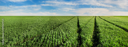 green field of winter wheat, sprouts of early spring and traces of agricultur...