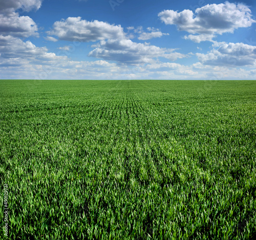 green field of winter wheat with traces of agricultural machinery, early spri...