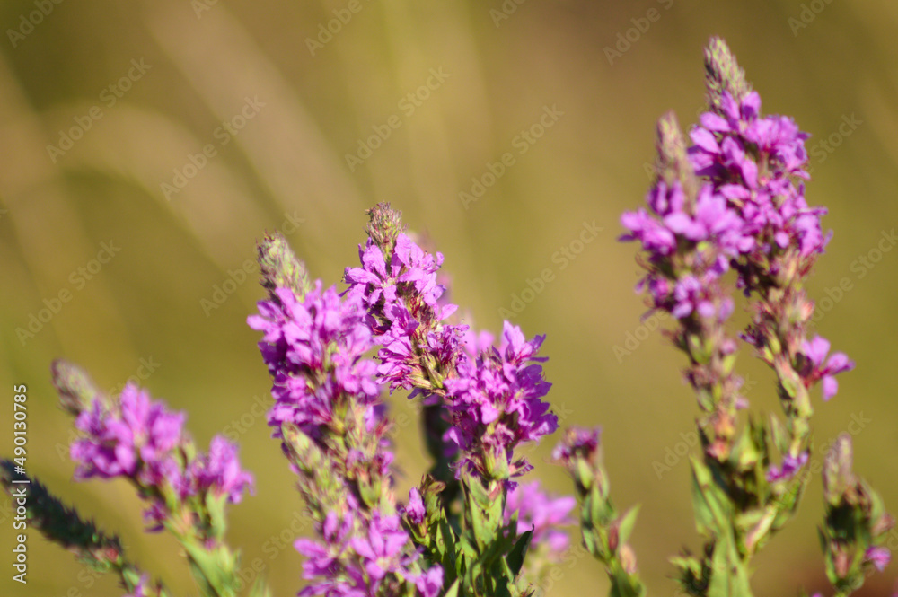 Purple loosestrife in bloom closeup view with selective focus on foreground Purple loosestrife in bloom closeup view with selective focus on foreground