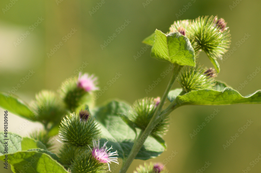 Lesser burdock buds closeup view with green blurred background Lesser burdock buds closeup view with green blurred background