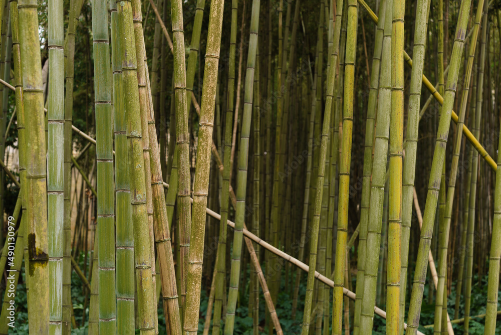 bamboo stick in forest, A thick bamboo grove bamboo stick in forest, A thick bamboo grove