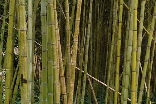bamboo stick in forest, A thick bamboo grove