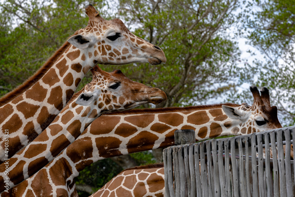 Ταπετσαρία Beautiful shot of giraffes in a zoo