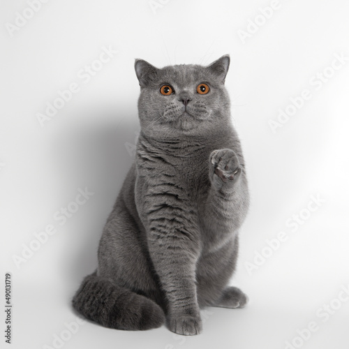 Blue grey british shorthair cat on the white studio background