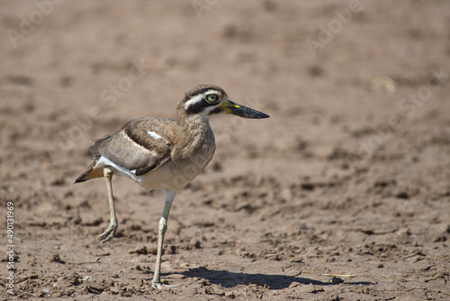 Indian thick knee stone curlew photo