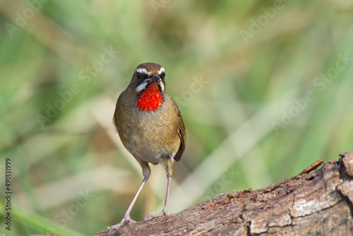 Closeup shot of a redthroat nightingale perched on a wooden surface photo