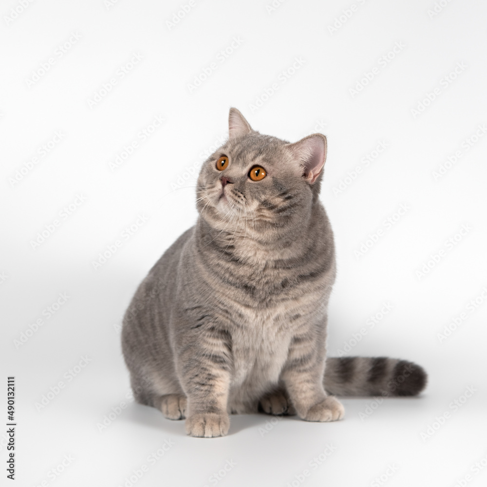 British blue spotted shorthair cat on the white studio background