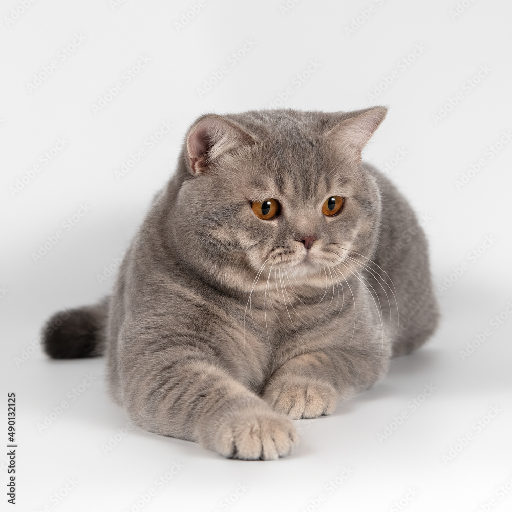 British blue spotted shorthair cat on the white studio background British blue spotted shorthair cat on the white studio background