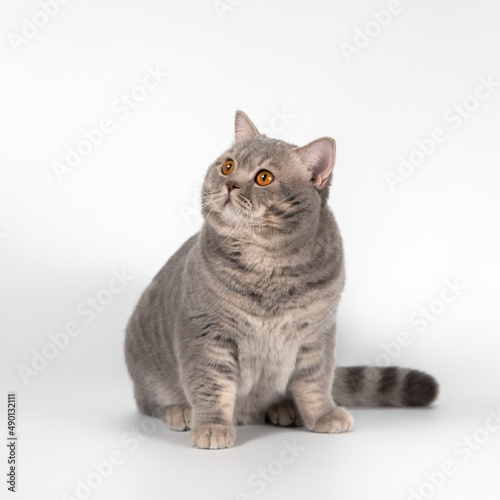 British blue spotted shorthair cat on the white studio background