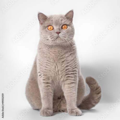 British lilac fawn shorthair cat on the white studio background