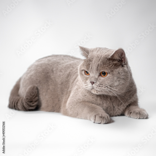 British lilac fawn shorthair cat on the white studio background