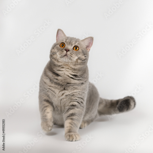 British blue spotted shorthair cat on the white studio background