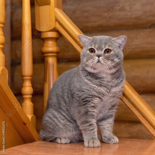 British blue spotted shorthair cat, wooden house