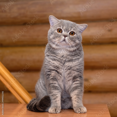 British blue spotted shorthair cat, wooden house