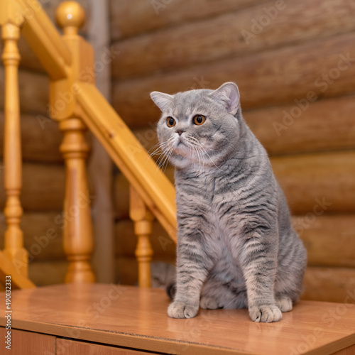 British blue spotted shorthair cat, wooden house
