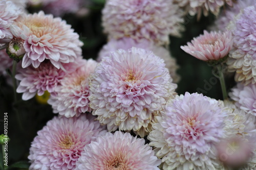 Flowers garden chrysanthemums. Chrysanthemums in the garden. 