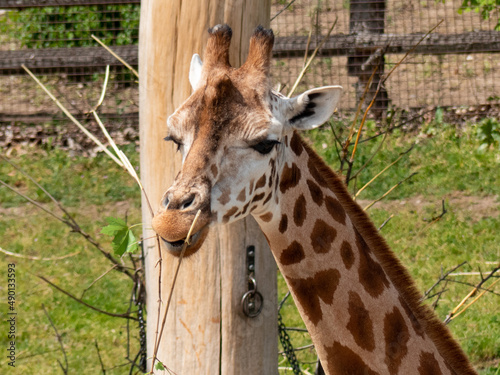Photography Giraffe while feeding