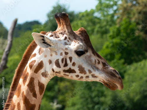 Photography Giraffe while feeding