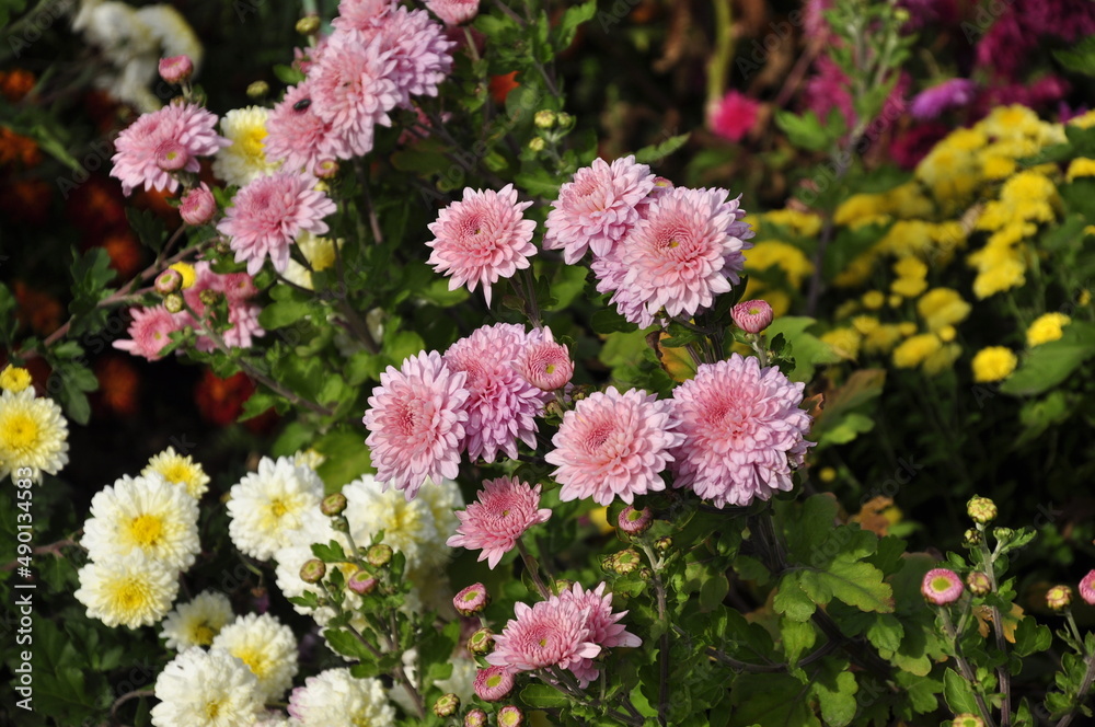 Obraz premium Flowers garden chrysanthemums. Chrysanthemums in the garden.