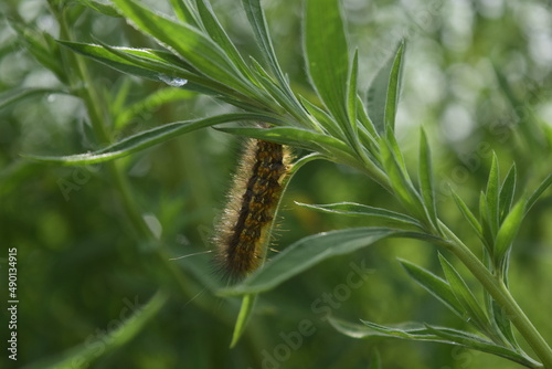 caterpillars feeding on plants, butterfly worms, cluster larvae, moths, scorpions, beetles, fiddler spiders, spiders, black widows
