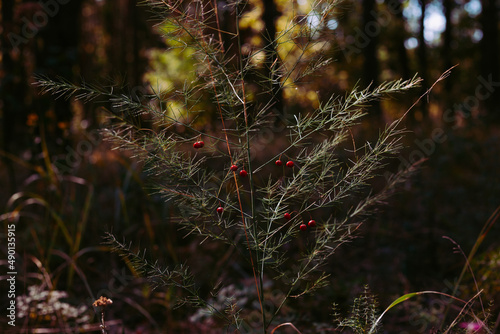 Close u photo with selective focus of wild asparagus with red berries in dark forest