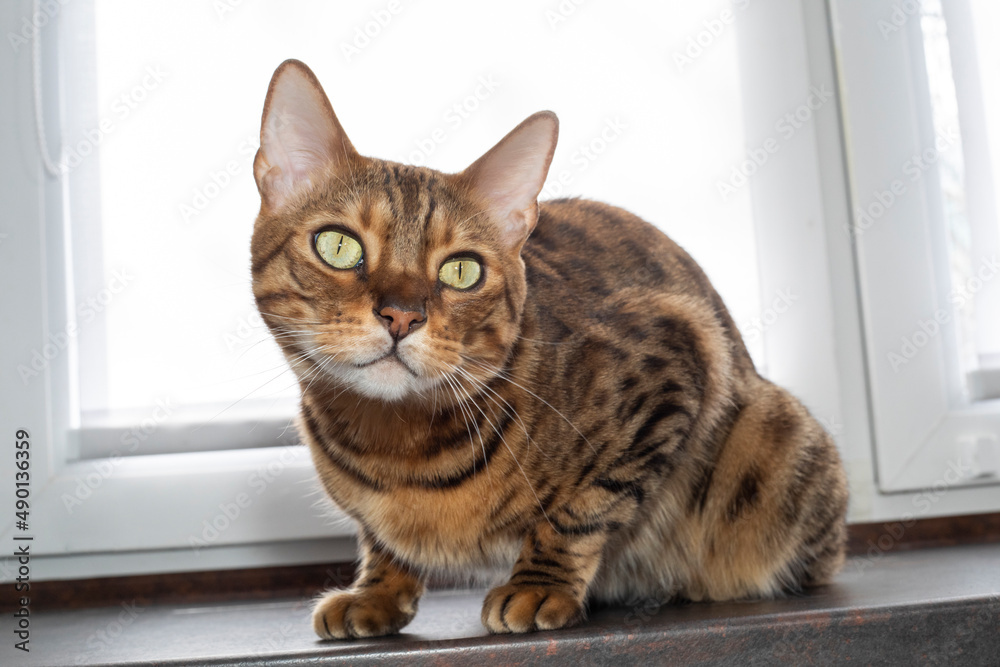 portrait of a bengal cat