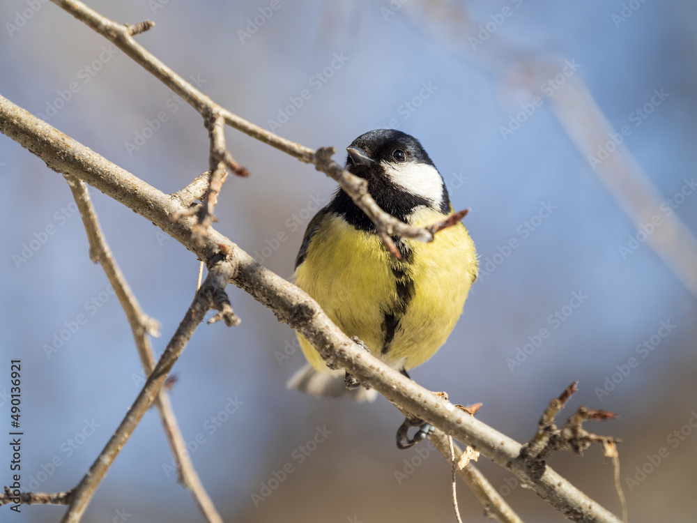 Naklejka premium Cute bird Great tit, songbird sitting on a branch without leaves in the autumn or winter.