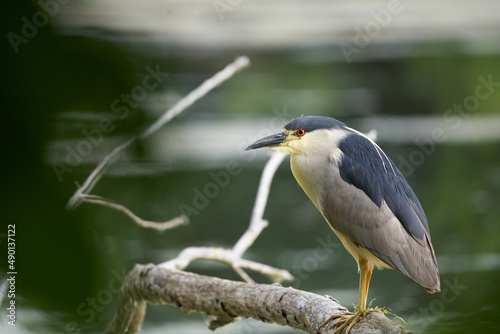 Obraz na plátne Closeup shot of a black-crowned night heron perched on a branch