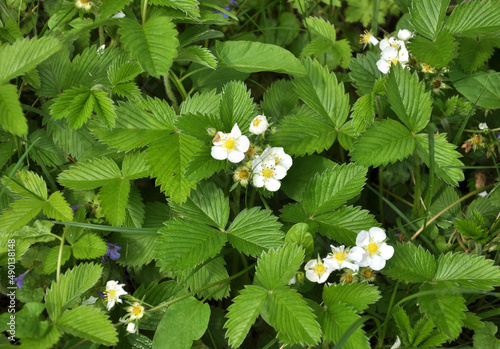  Strawberries grow in the garden