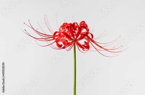 Red Spider Lily Flower
