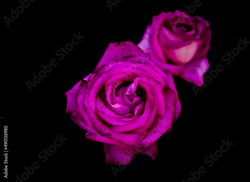 pink roses on black background